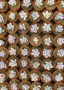 Bahçe Bakımı ve Peyzaj Geliştirme