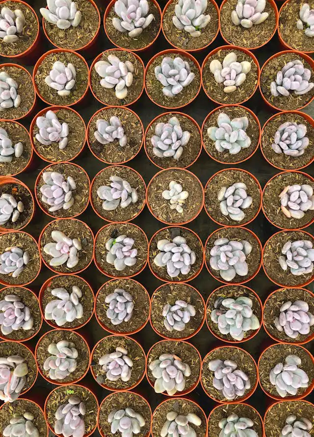 Bahçe Bakımı ve Peyzaj Geliştirme