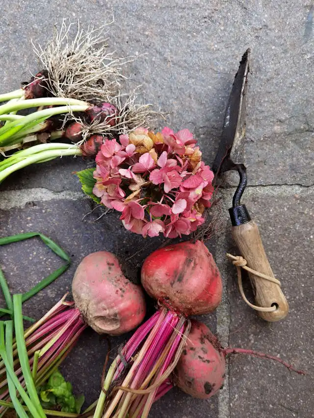 Curciferea Familyası Yetiştiriciliği
