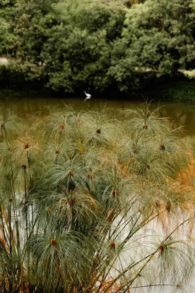 Cyperus Yetiştiriciliği Kursu