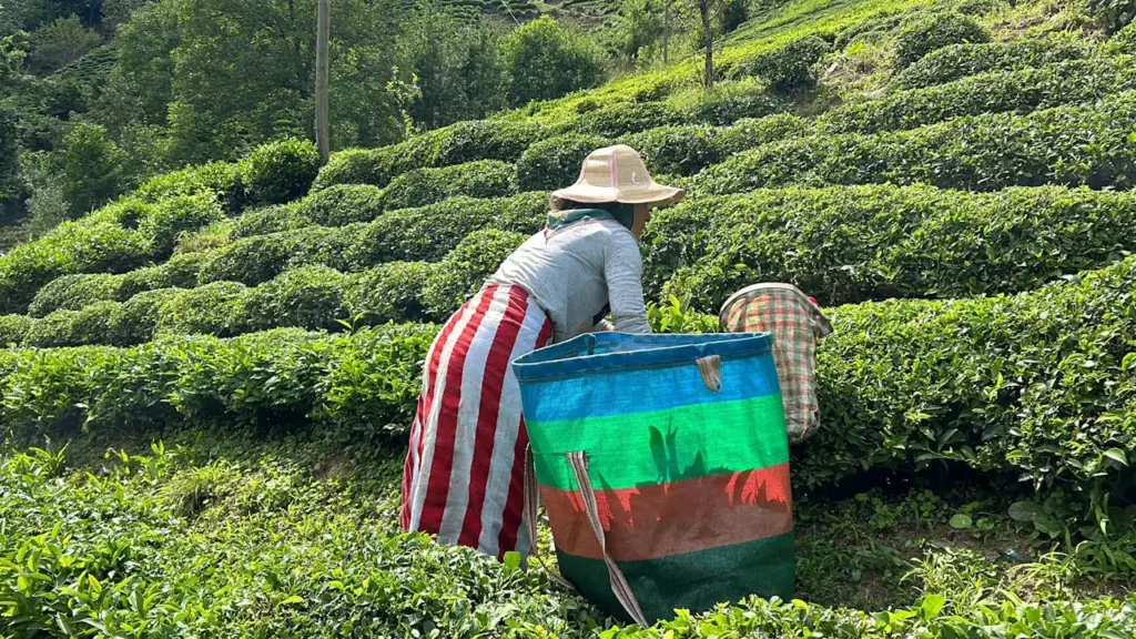 Çay Paketleme Elemanı Kursu