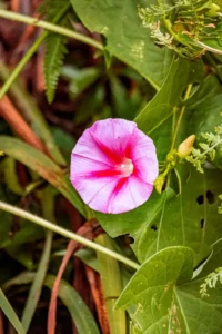 Scropulariceae Familyası Yetiştiriciliği