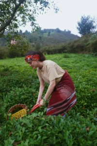 Çay Harmanlama Elemanı Kursu