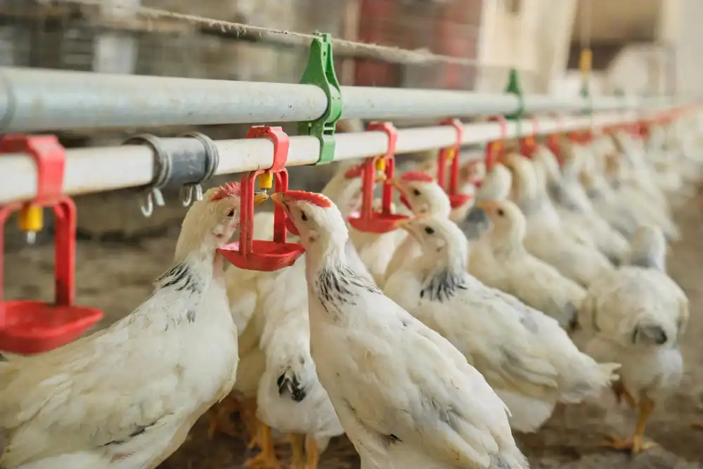 Etlik Piliç Yetiştiriciliği