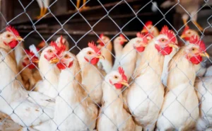 Etlik ve Damızlık Tavuk Yetiştiriciliği