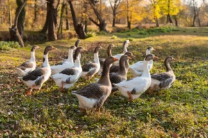 Kaz ve Ördek Yetiştiriciliği