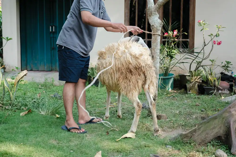 Küçükbaş Hayvan Kırkım Elemanı