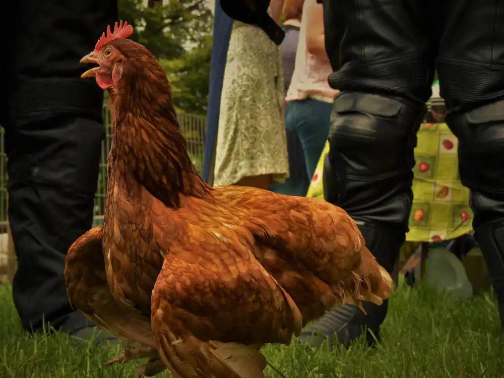 Hindi Yetiştiriciliği Kursu