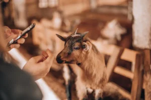 Küçükbaş Hayvan Kırkım Elemanı
