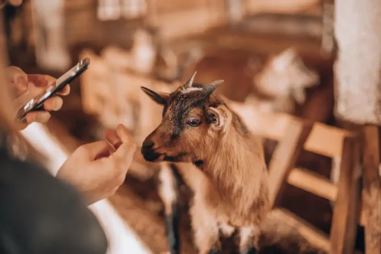 Küçükbaş Hayvan Kırkım Elemanı