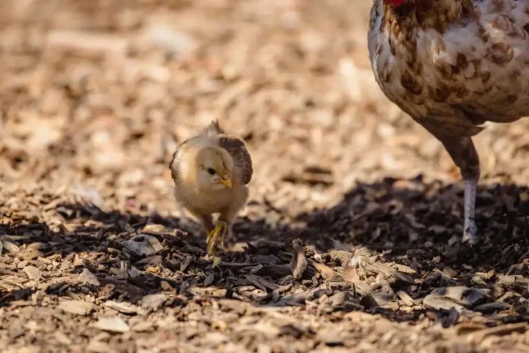 Bıldırcın ve Keklik Yetiştiriciliği
