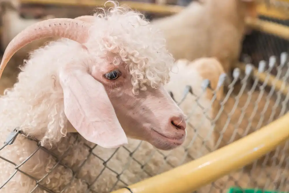 Küçükbaş Hayvan Kırkım Elemanı