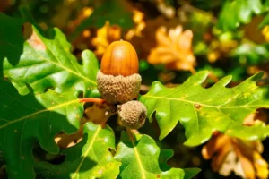 Sert Kabuklu Meyve Yetiştiriciliği