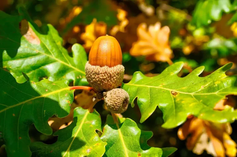 Sert Kabuklu Meyve Yetiştiriciliği