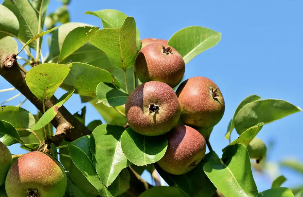 Yumuşak Çekirdekli Meyve Yetiştiriciliği Kursu