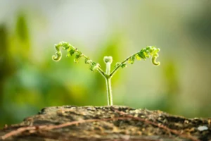 Süs Bitkileri Fidesi Yetiştiriciliği