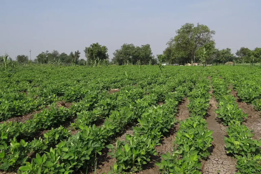 Yer Fıstığı Yetiştiriciliği Kursu