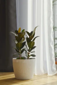 İç Mekân Süs Bitkileri Yetiştiriciliği