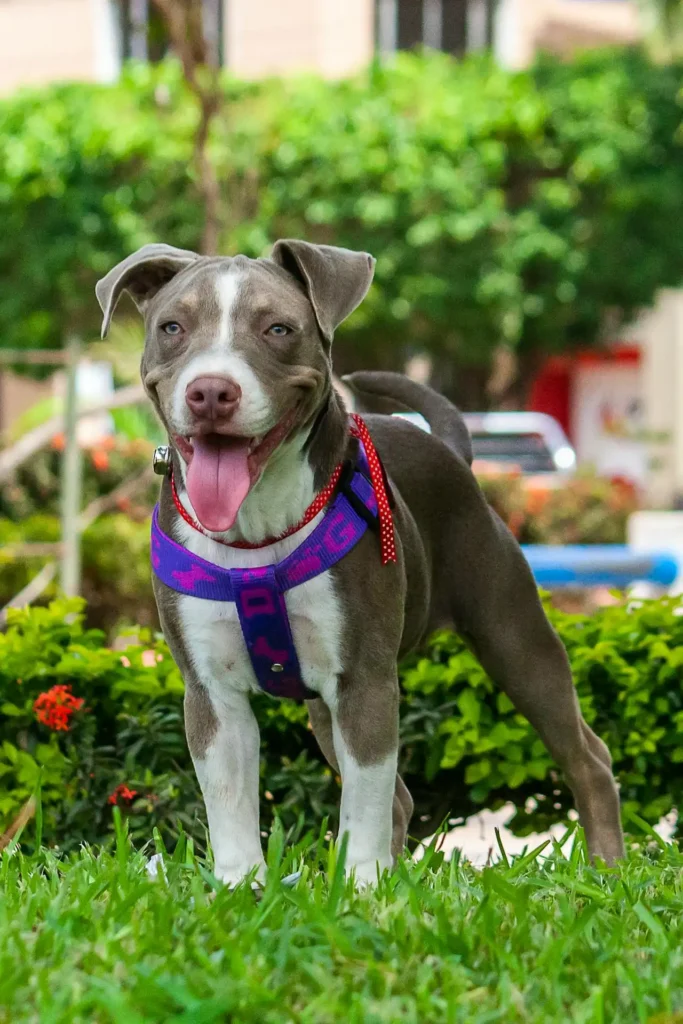 Köpekçilik Kâhyası Kursu