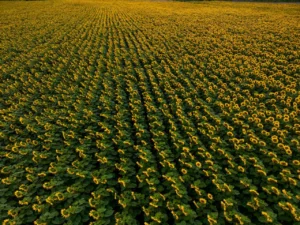 Ayçiçeği ve Haşhaş Yetiştiriciliği