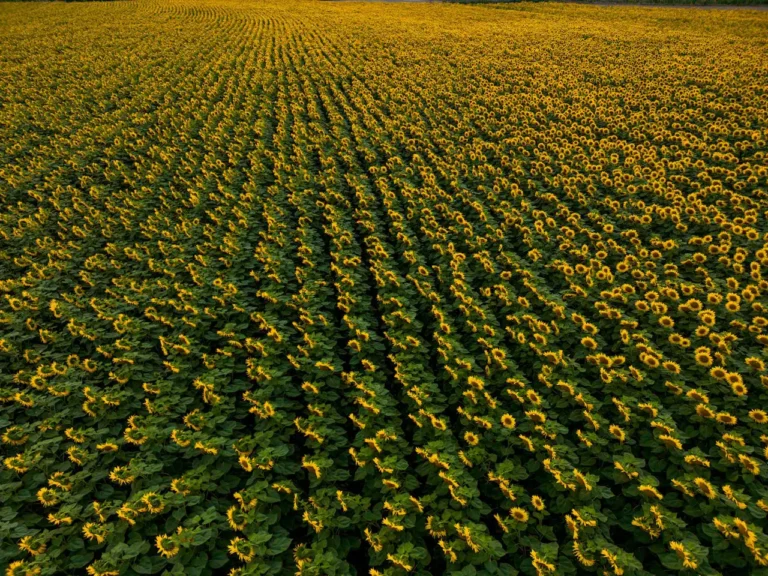 Ayçiçeği ve Haşhaş Yetiştiriciliği