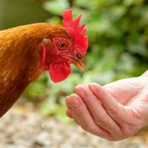 Baklagil Yem Bitkileri Yetiştiriciliği