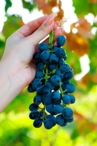 Bağ Fidanı Üretimi Kursu