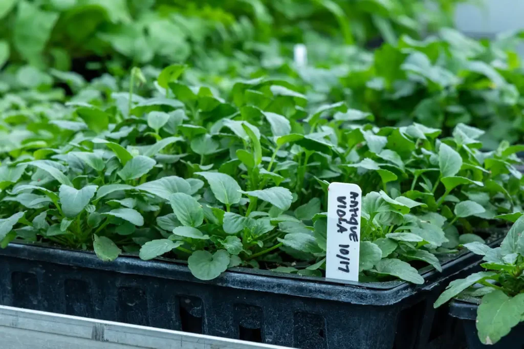 Bağ Fidanı Üretimi Kursu