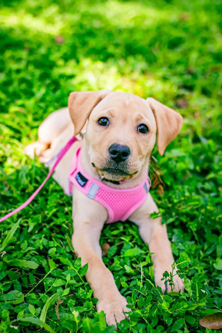 Köpekçilik Kâhyası Kursu