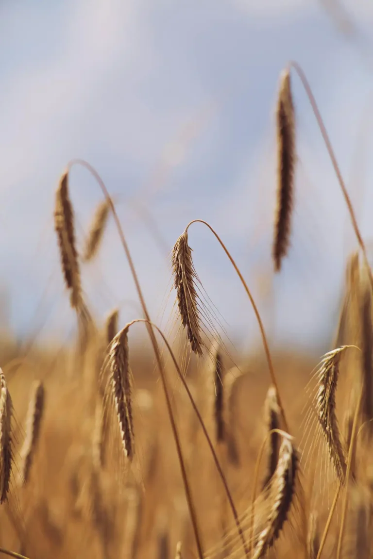 Buğdaygil Yem Bitkileri Yetiştiriciliği