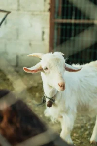 Küçükbaş Hayvancılık Kâhyası