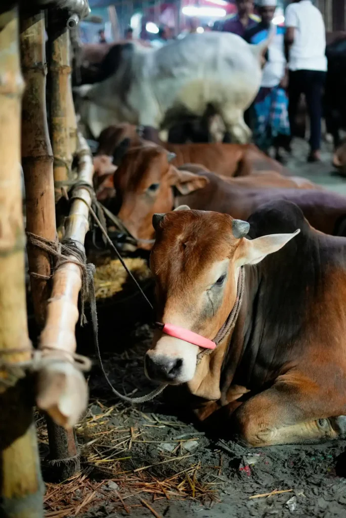 Kurban Kesim Elemanı Kursu