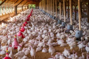 Sofralık Piliç Yetiştiriciliği