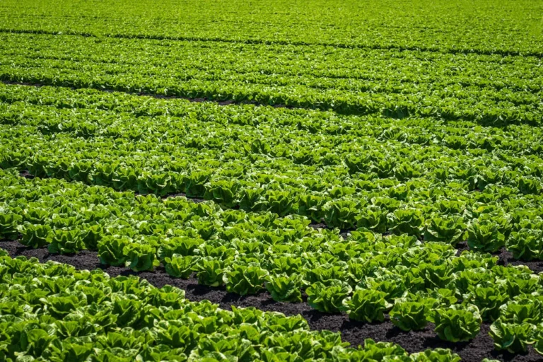 Endüstri Bitkileri Yetiştiriciliği