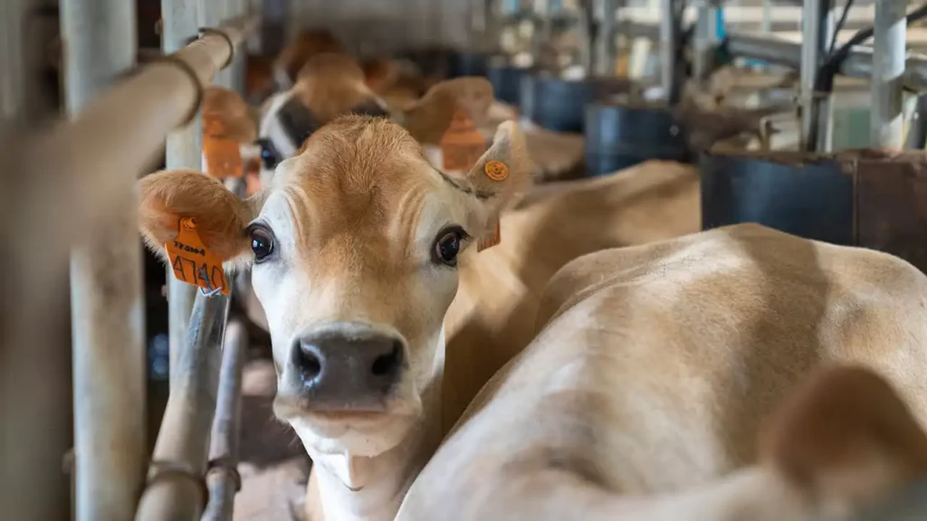 Kurban Kesim Elemanı Kursu