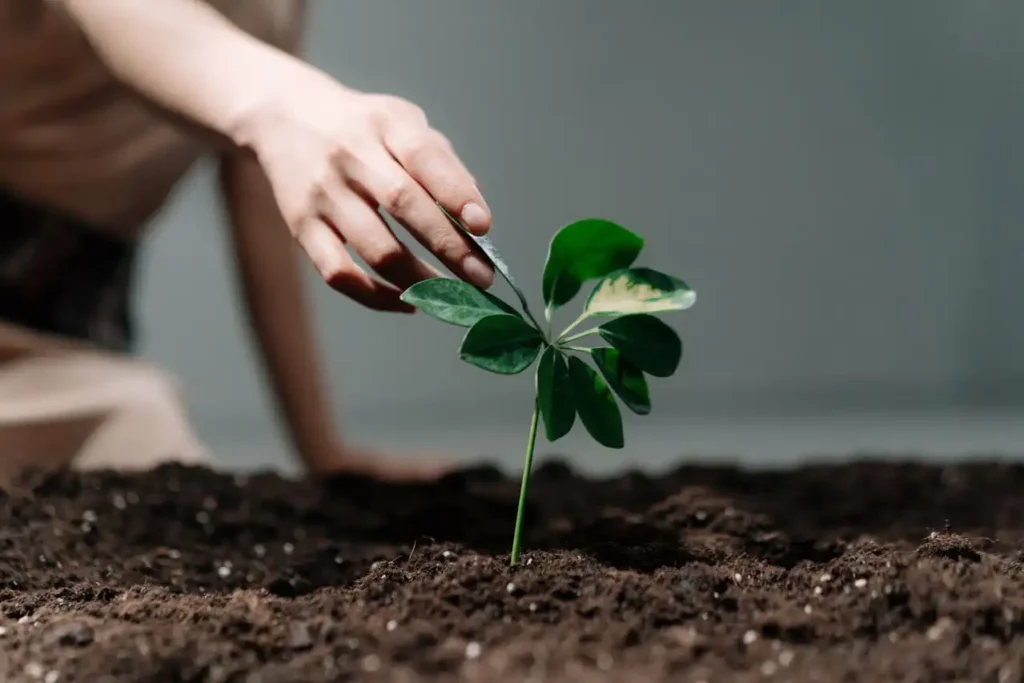 İlaç ve Baharat Bitkileri