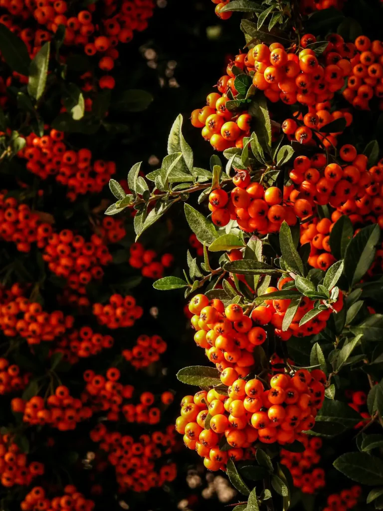 İlaç ve Baharat Bitkileri Yetiştiriciliği