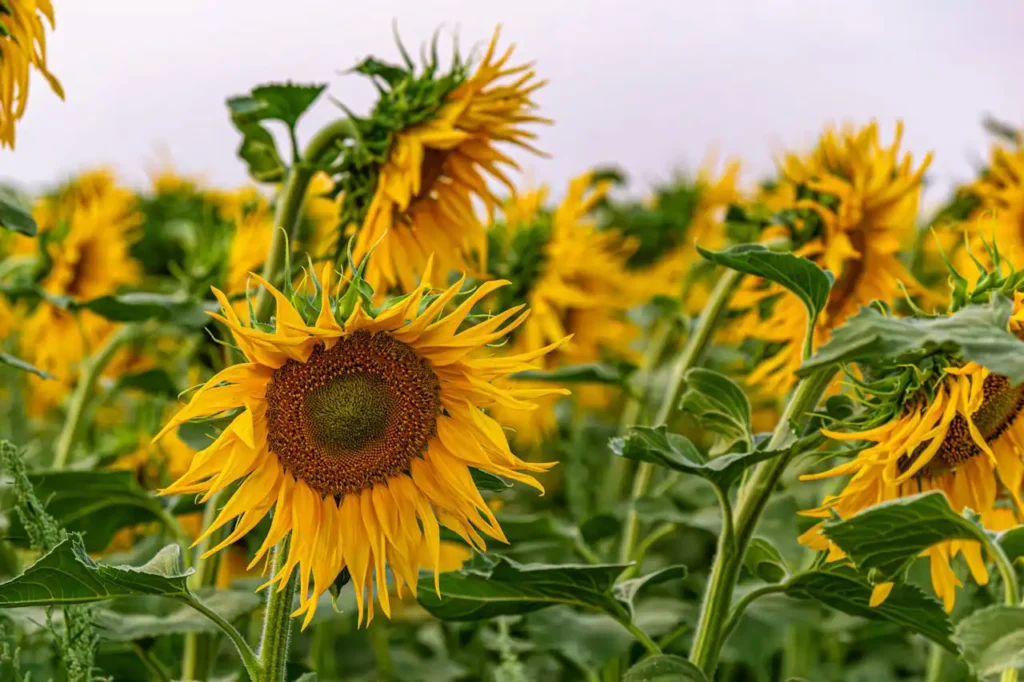 Ayçiçeği ve Haşhaş Yetiştiriciliği