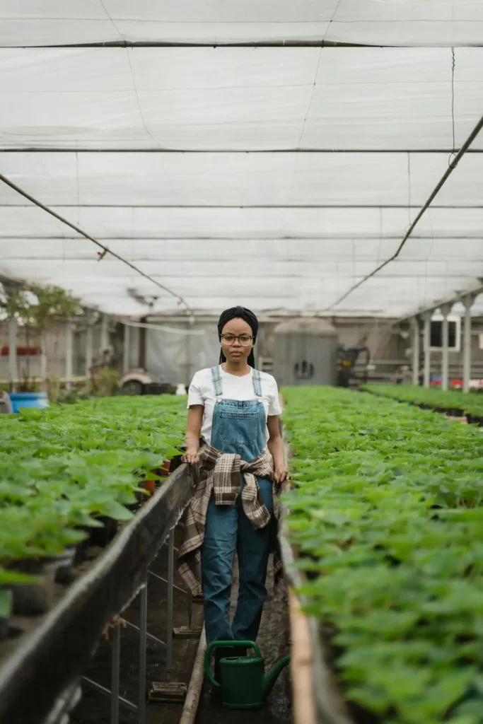 Aşılı Ve Düz Sebze Fide Yetiştiricisi