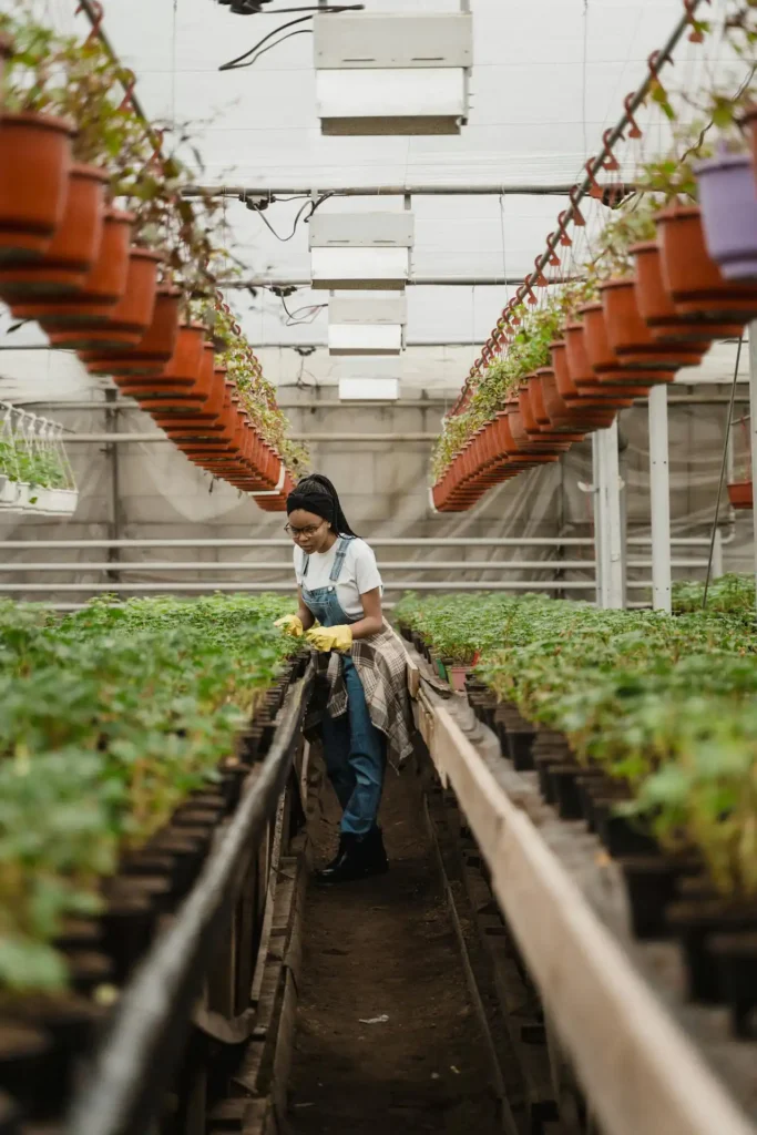 Aşılı Ve Düz Sebze Fide Yetiştiricisi