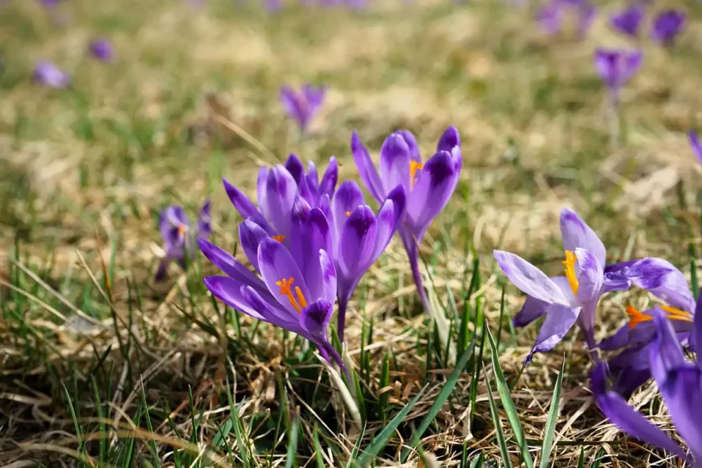 Safran Bitkisi Yetiştiriciliği Kursu