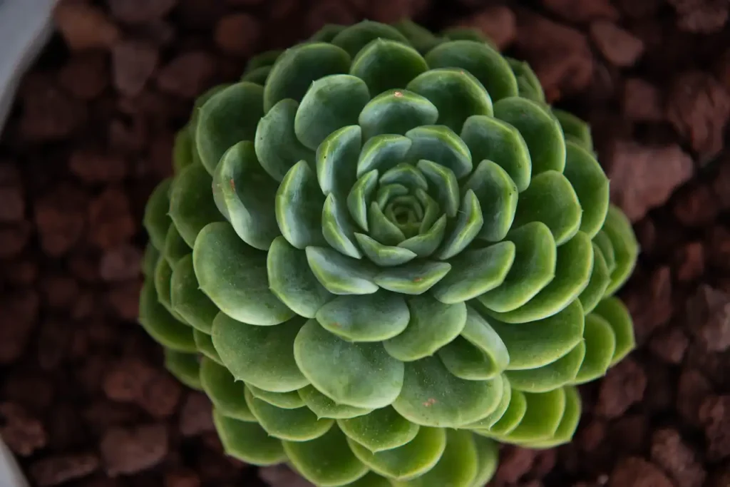 İç Mekân Süs Bitkileri Yetiştiriciliği