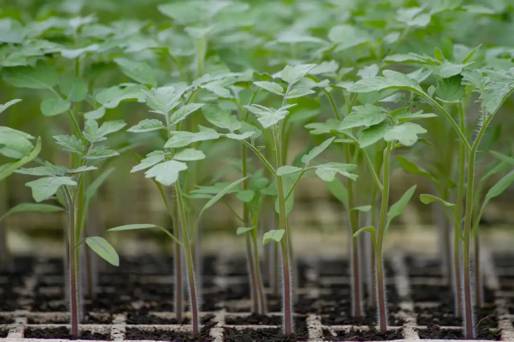 Sebze Fidesi Üretimi Kursu