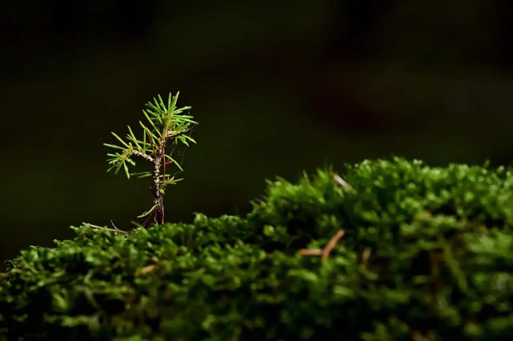 Süs Bitkileri Fidesi Yetiştiriciliği